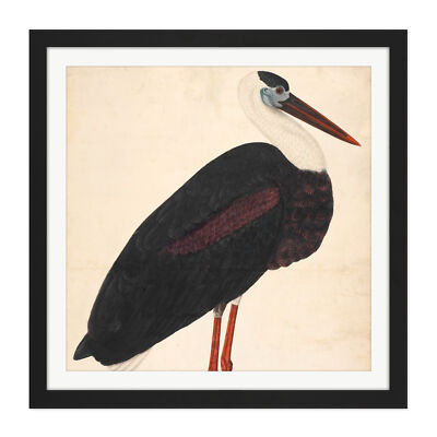 Black Stork In A Landscape Indian Watercolour Bird Square Framed Wall Art