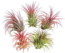 It Blooms  Rainforest Grown 5 Pack Large Red Ionantha Air Plants - Live Tillands