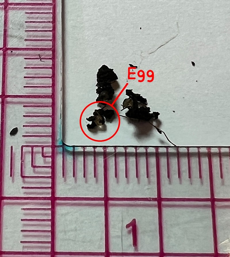 Killifish NOTHOBRANCHIUS EGGERSI BLUE Killi Egg Tropical Fish 30 Eggs HATCHING eBay