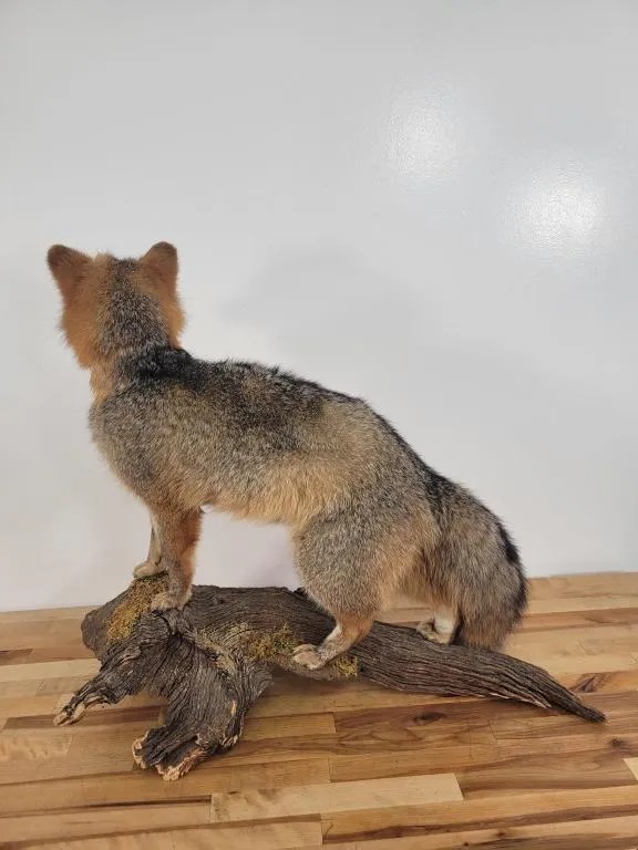 Gorgeous Grey Fox Full Body Mount Taxidermy Log Cabin Vintage Rare