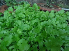 500 Fresh Cilantro/Coriander Seeds NON-GMO, USA Seller