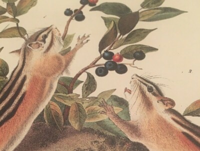 Four striped Ground Squirrel Audubon Animal Print Poster 