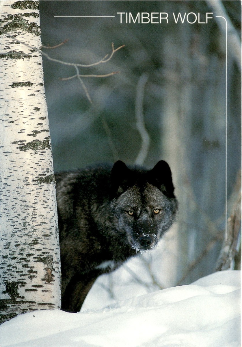 Timber Wolf, Grey Wolf, wild dogs, largest, 175 pounds, 6 feet
