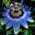 BLUE PASSION FLOWER SEEDS Climber Vine Fruit Plant Hummingbirds & Butterflies!