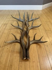 3 CONSECUTIVE Matched Set Whitetail Deer Antlers Sheds WILD IDAHO Horns PAIR