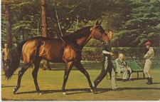 NASHUA Thoroughbred Horse Postcard Horse of the Year 1955