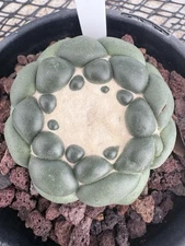 Coryphantha elephantidens Monstrose Inermis “ Tanshi Zougemara”