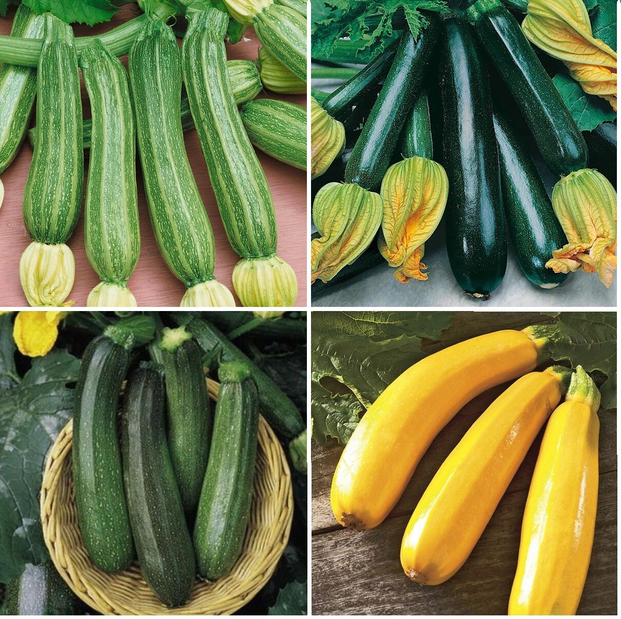 x4 Mix Courgette Plug Plants 4 Varieties (No Tags) 24H Dispatch eBay