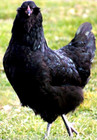 24 NPIP AI CLEAN BLACK AMERAUCANA CHICKEN HATCHING EGGS SHOW QUALITY GRADE A++ — photo 5