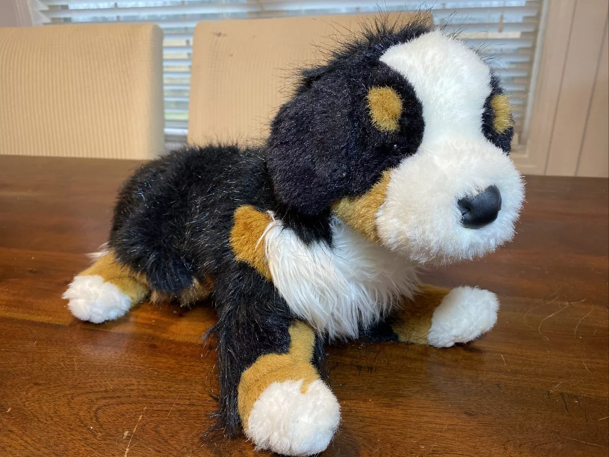 Douglas bernese mountain dog hotsell
