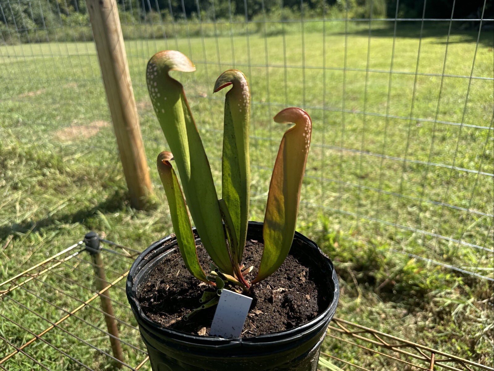 SARRACENIA MINOR “ST. JOHNS CO, FLORIDA” INSTITUTO TECNOLÓGICO DE CHINÁ