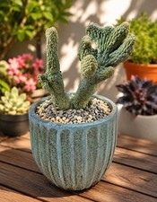 Larryleachia cactiformis crested cactus
