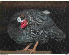 Postcard - Animals - Birds - Hayes Hill Farm - Waltham Abbey - Guinea Fow