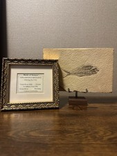 Diplomystus Dentatus Fish Fossil Green River Wyoming w/ COA & Stands