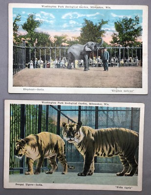 c1930 ELEPHANT Bengal TIGER Washington Park Zoological Zoo Postcard MILWAUKEE WI