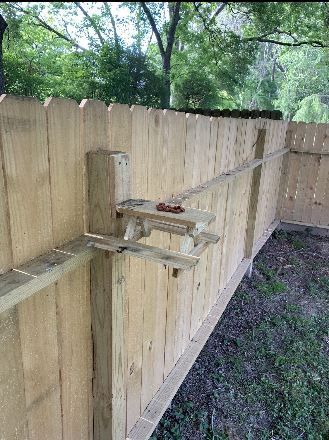 squirrel picnic table