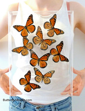 Real 3D Framed Butterflies: Butterfly Art - Flight of 8 Monarch - 10x13