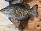 New Real Skin Pair Crappie Mount Taxidermy Wall Mount On Driftwood Art — photo 4