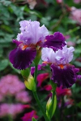 Imported Veriety Bearded Iris Flower Bulbs For planting Pack of 2 flower bulbs