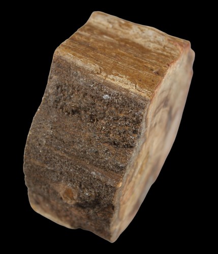 Madagascar Petrified Wood Fossil w/Bark 69x62mm / 238g Specimen Gift Idea - Picture 7 of 8