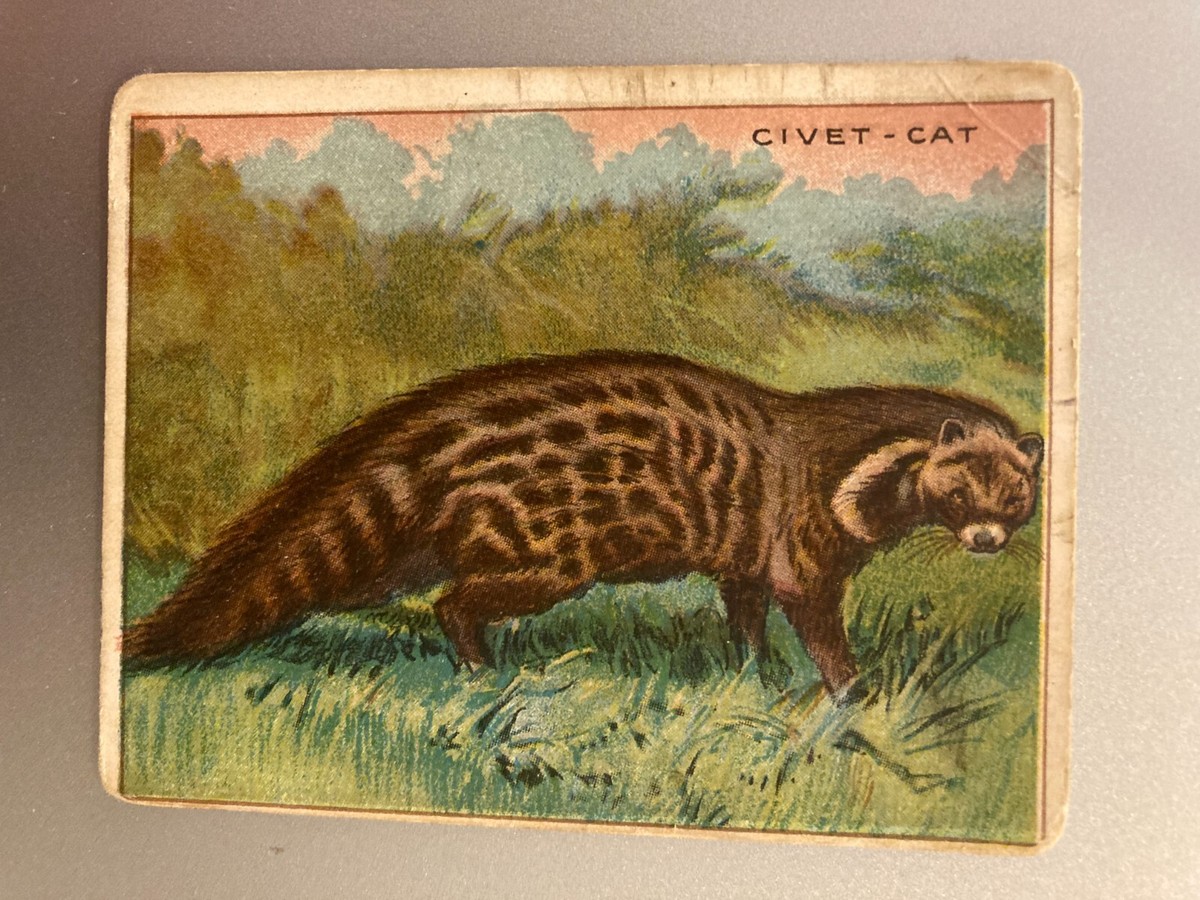 T29 Hassan Cigarettes, Animals, 1911, Civet Cat B16