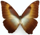 MORPHO CISSEIS JEANNOTI PAINTER FROM PRVISTO, UCAYALI, PERU
