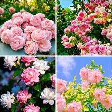 100 Pcs Climbing Jasmine Seeds for Planting-Arabian Jasmine Plant Seeds