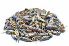 Grillen - Heimchen getrocknet  0,2 - 20 KG, Reptilienfutter, Nager, V&ouml;gel, Koi