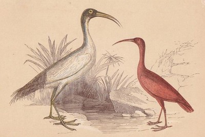 1851 IBIS Vogeldruck - antike Wandkunst - 6,65 x 4,75 cm