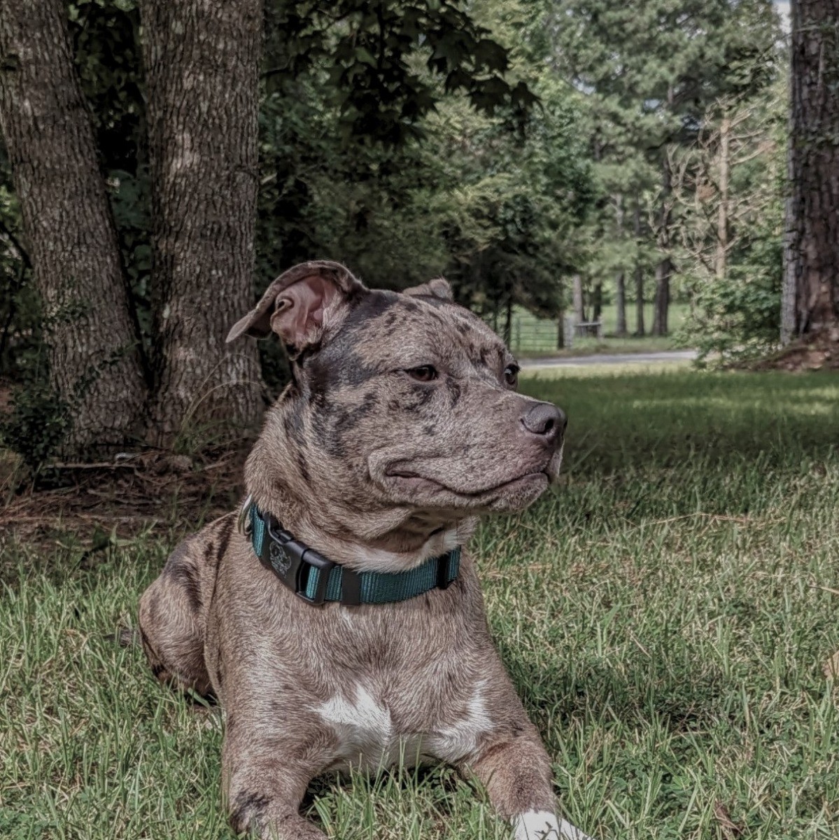 Country Brook Design® 3/4 Inch Green Heavy Duty Nylon Webbing, 50 Yards thumbnail 4