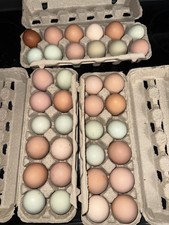 Assorted Chicken Hatching Eggs in Cartons- 8 eggs 
