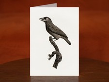 Prong-billed barbet by Jacques Barraband (1806) - A5 Art Print Greeting Card