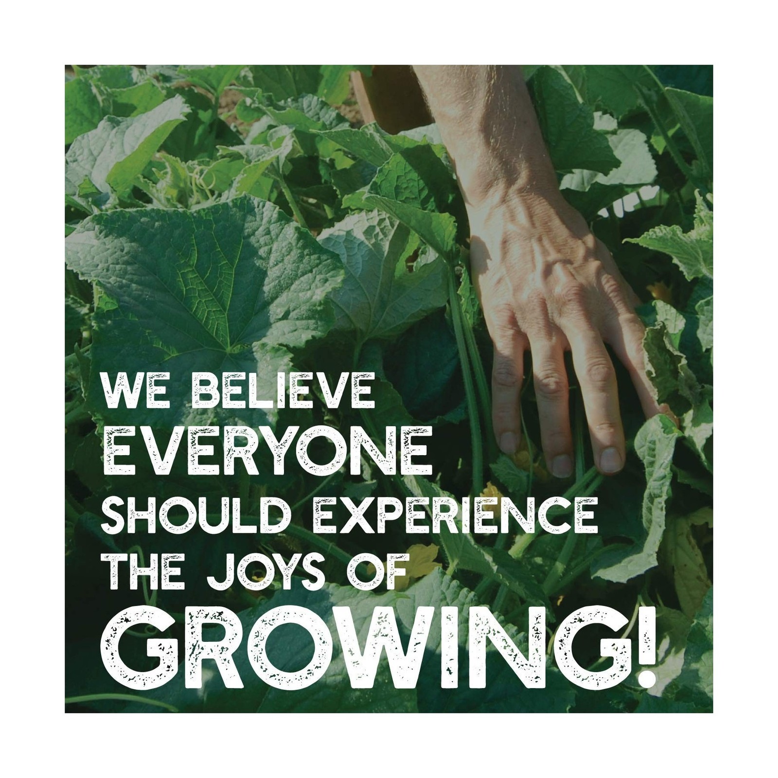 Mountain Valley Seed Company Vegetable Garden Can 50,000+ Seeds 16 Varieties ...