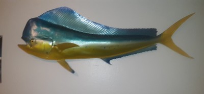 Mahi Mahi Taxidermic Cast