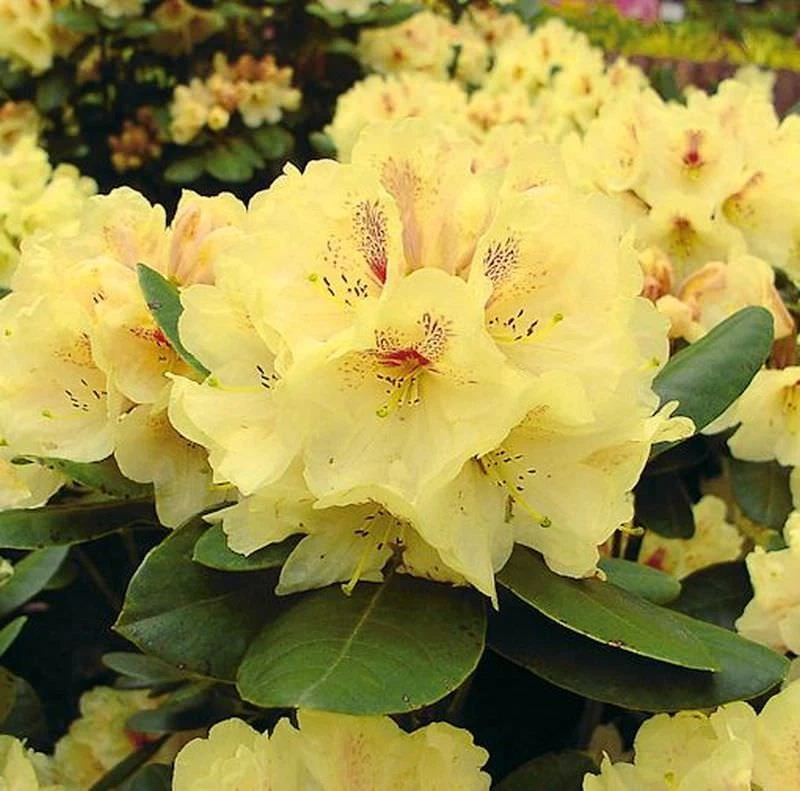 Rhododendron-Pflanzen online kaufen | eBay.de