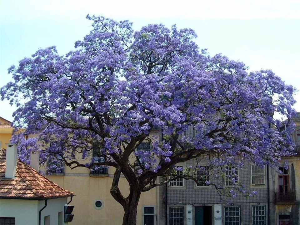 Paulownia tomentosa - Empress Tree - Foxglove Tree - Viable Seeds - UK Stock  - Image 2 of 2