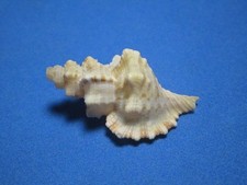 Cymatium (Monoplex)  klenei (G.B. Sowerby III, 1889)
