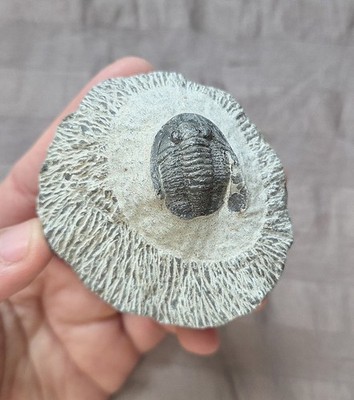 Great Diademaproetus Trilobite Fossil Arthropod From The Devonian of Morocco