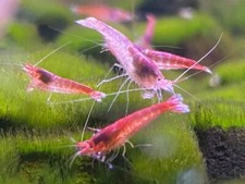 100  Hawaiian Red Shrimp Opae Ula Halocaridina Rubra Volcano Shrimp  Food