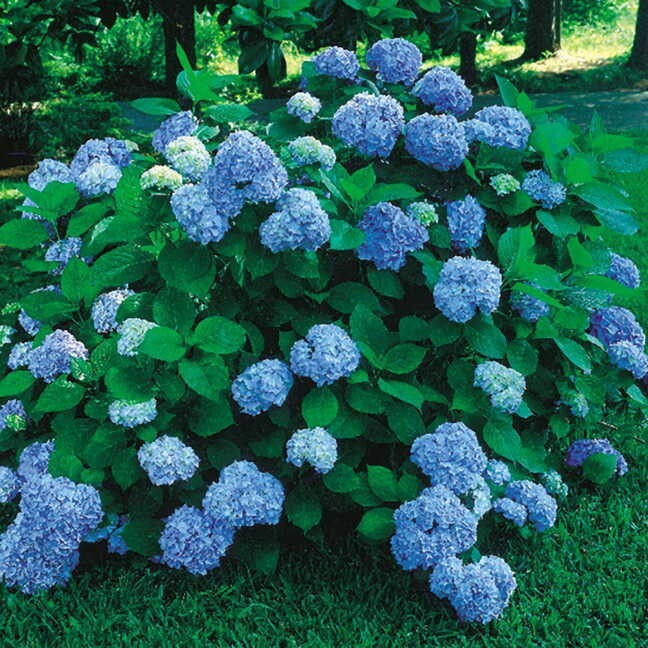 Nikko Blue Hydrangea Plants in 4 Pots Macrophylla Nikko Blue 2 Pack
