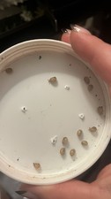 Live baby garden snails