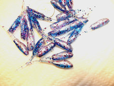 70-1 3/4"-crappie-panfish-soft minnow grubs-jigs-scent-lot-stingers-lures-baits