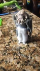 Star wars Kenner 1980s    figure Squid head