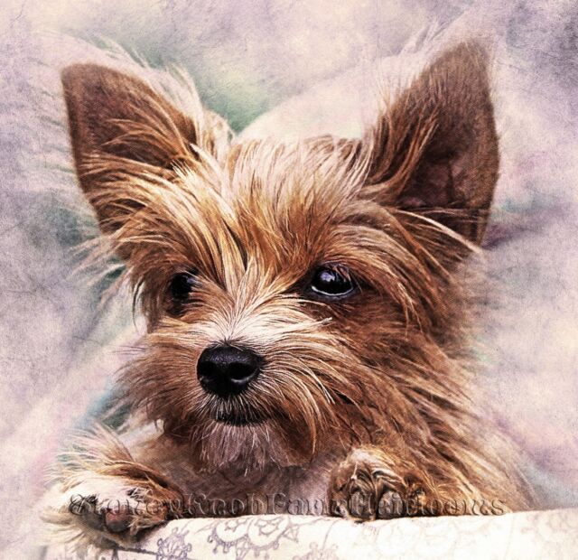 Yorkie Yorkshire Terrier Counted Cross Stitch Pattern Chart Black