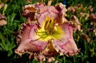 Jag Daylilies 2 fans Return and multiply yearly World's Finest