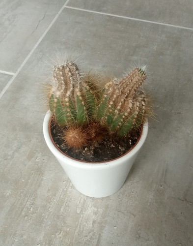 Zimmer Pflanze Kaktus weißer Keramik Topf H= 10 cm - Bild 2 von 2