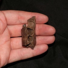 Crocodile Jaw Section - Dinosaur Age Reptile Hell Creek Formation Cretaceous