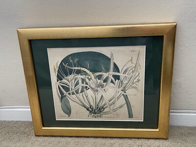 Antique Hand Colored Botanical Etching #1453 year 1812 by S.Curtis Walworth