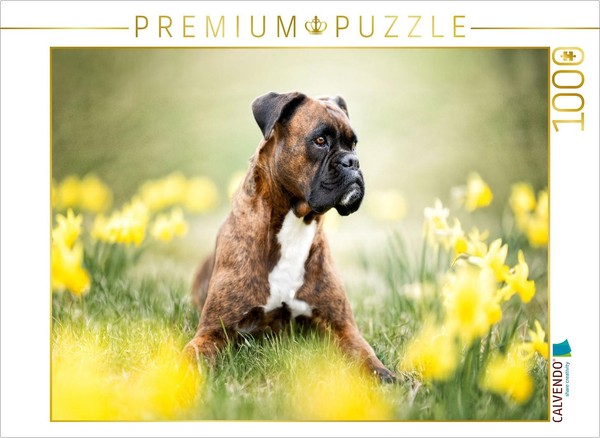 Calvendo Puzzle Boxer Im BlüTenrausch | 1000 Teile Lege-GrößE 64X48Cm Foto-Puzzl-image