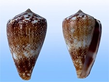Conidae, Conus delanoyae, Cape Verde Isl., 22.9mm, SELECTED QUALITY